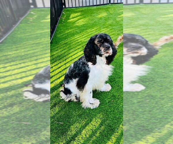 Medium Photo #1  Breeder Profile in SPRING HILL, FL, USA