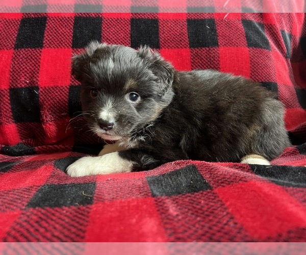 Medium Photo #5  Breeder Profile in BAKER CITY, OR, USA