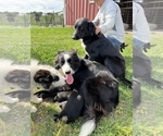 Small breeder photo