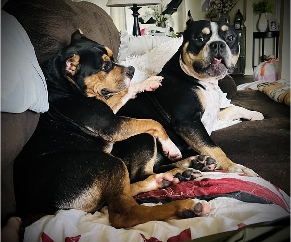 Medium Photo #29  Breeder Profile in FORT MITCHELL, AL, USA