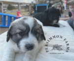 Small breeder photo