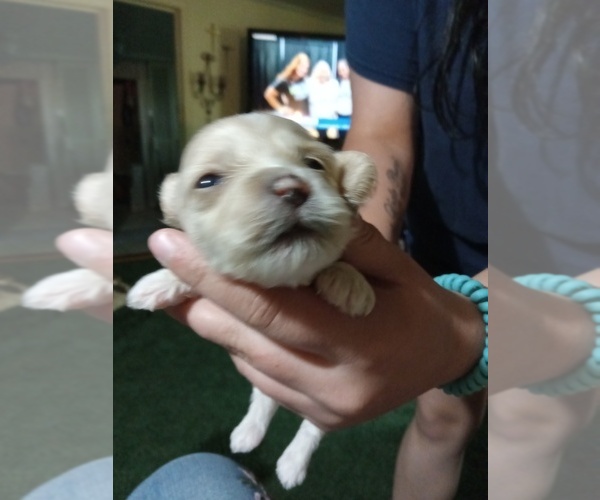 Medium Photo #5  Breeder Profile in BOWLING GREEN, KY, USA