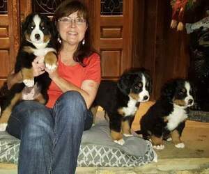 Bernese Mountain Dog Dog Breeder near ALEXANDER CITY, AL, USA