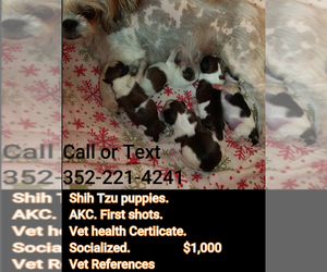 Shih Tzu Dog Breeder near FANNING SPGS, FL, USA