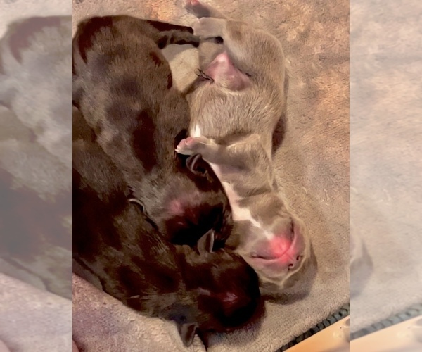 Medium Photo #1  Breeder Profile in WASHINGTON, DC, USA