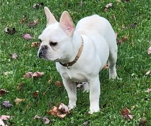 French Bulldog Dog Breeder near STERLING, IL, USA