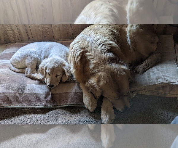 Medium Photo #10  Breeder Profile in LAS CRUCES, NM, USA
