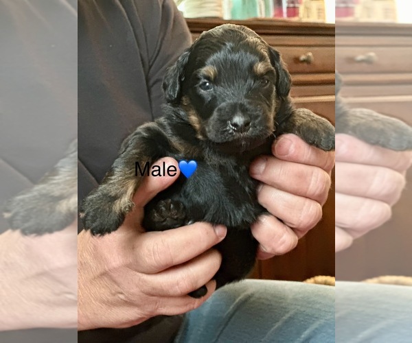Medium Photo #6  Breeder Profile in TIMMONSVILLE, SC, USA