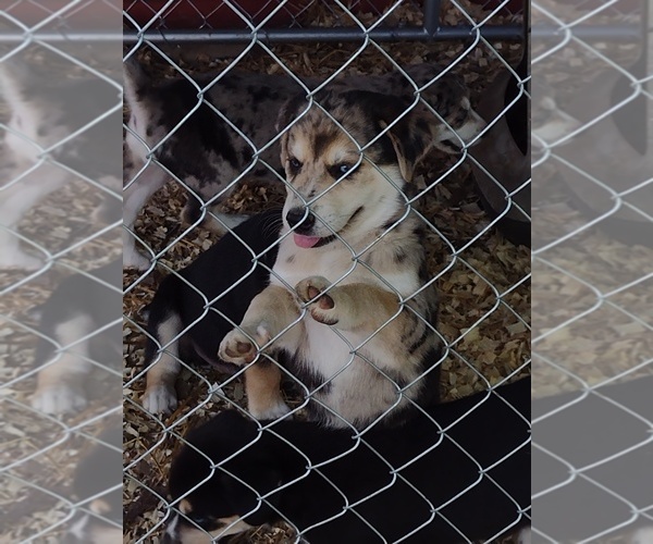 Medium Photo #1  Breeder Profile in MASON, IL, USA
