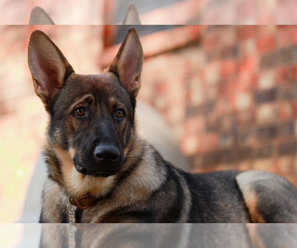 Medium Photo #1  Breeder Profile in BOKCHITO, OK, USA