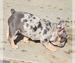 Small #68 Breeder Profile image