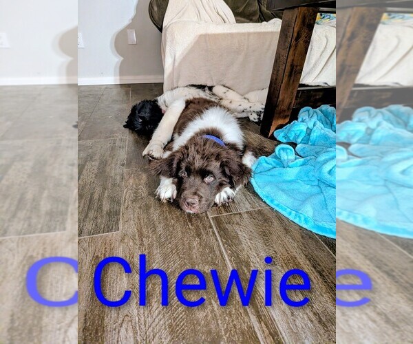 Medium Photo #16  Breeder Profile in LAS VEGAS, NV, USA