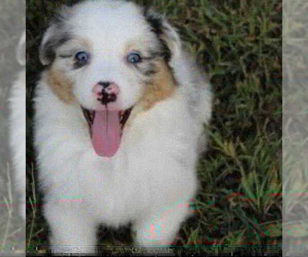 Medium Photo #1  Breeder Profile in HEMBY, NC, USA