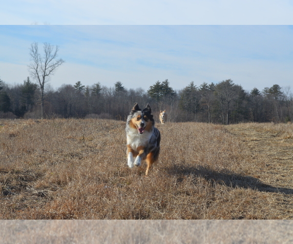 Medium Photo #3  Breeder Profile in SANDOWN, NH, USA