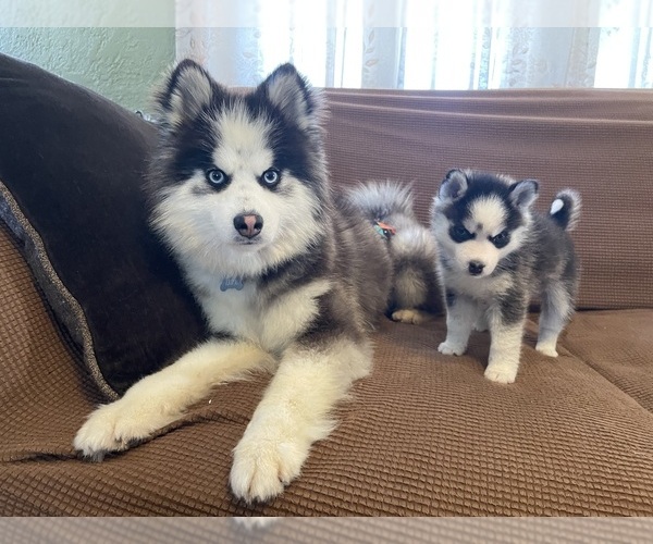Medium Photo #42  Breeder Profile in VENUS, PA, USA