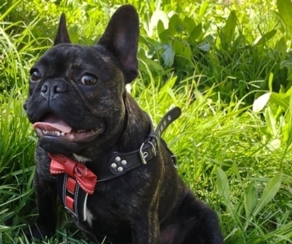 Medium Photo #1  Breeder Profile in LOS ANGELES, CA, USA