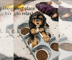 Small #1 Breeder Profile image