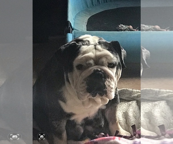Medium Photo #1  Breeder Profile in EFFINGHAM, IL, USA