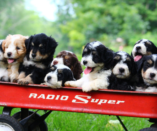Medium Photo #1  Breeder Profile in HUNTINGTON, MA, USA