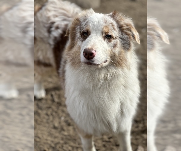 Medium Photo #20  Breeder Profile in NEW HAVEN, CT, USA