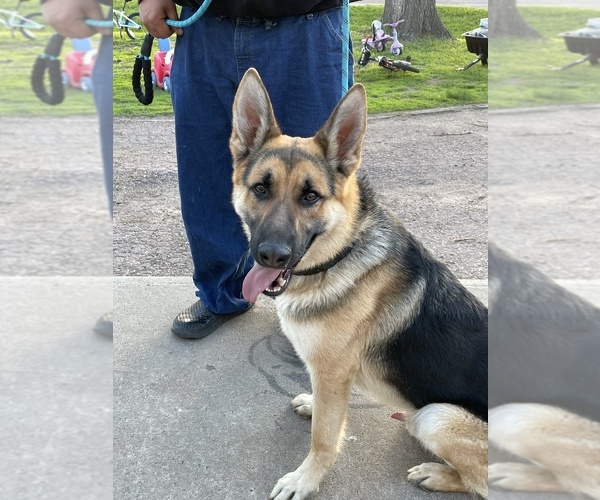 Medium Photo #1  Breeder Profile in CANISTOTA, SD, USA