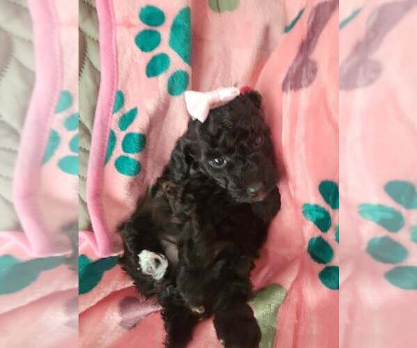 Medium Photo #1  Breeder Profile in COPPERAS COVE, TX, USA