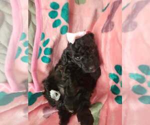 Poodle Pointer Dog Breeder near COPPERAS COVE, TX, USA