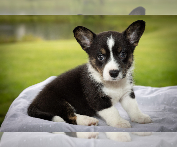 Medium Photo #4  Breeder Profile in OXFORD, MI, USA