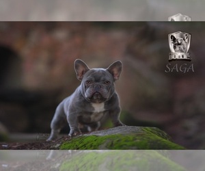 French Bulldog Dog Breeder near FRESNO, CA, USA