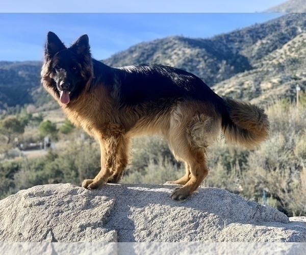 Medium Photo #12  Breeder Profile in PINON HILLS, CA, USA