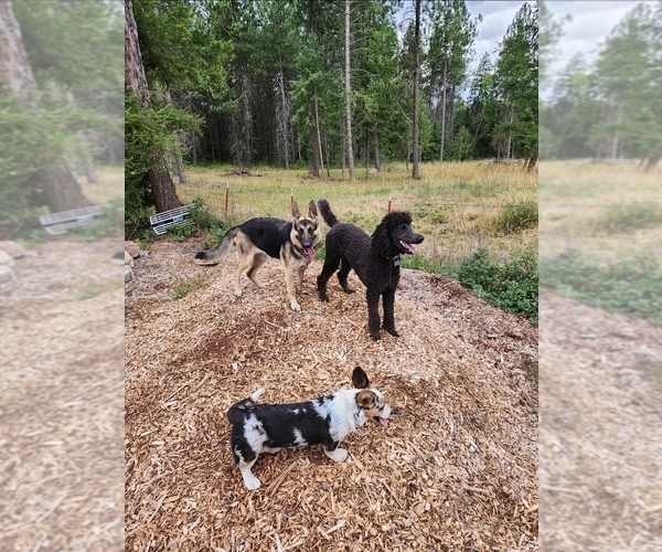 Medium Photo #2  Breeder Profile in CLAYTON, WA, USA