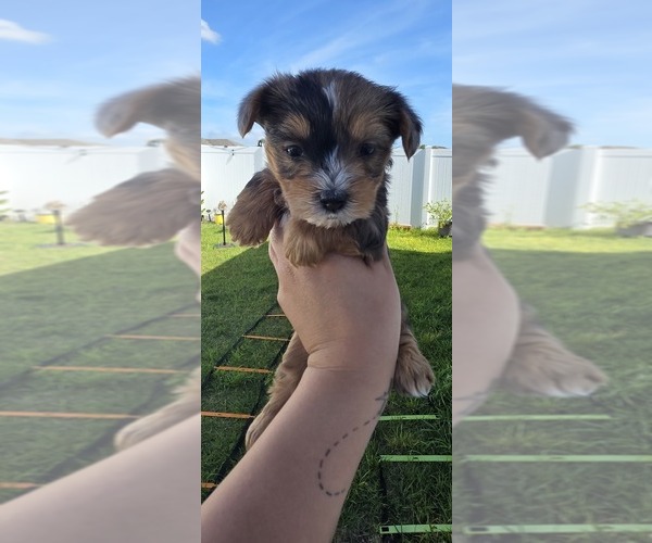 Medium Photo #2  Breeder Profile in HAINES CITY, FL, USA