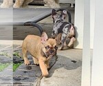 Small #65 Breeder Profile image