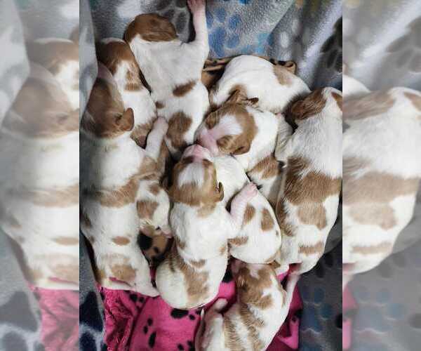 Medium Photo #10  Breeder Profile in HORTENSE, GA, USA