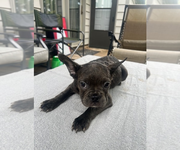 Medium Photo #5  Breeder Profile in FORT WAYNE, IN, USA