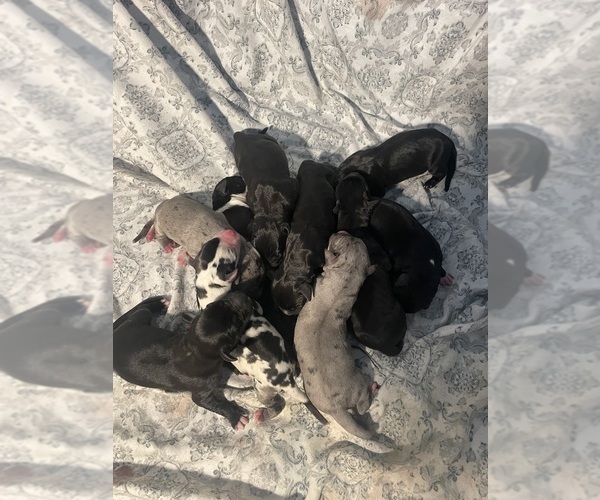 Medium Photo #1  Breeder Profile in ROCKINGHAM, NC, USA