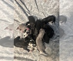 Small breeder photo