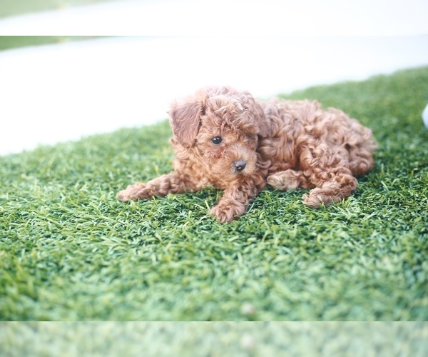 Medium Photo #9  Breeder Profile in LONG BEACH, CA, USA