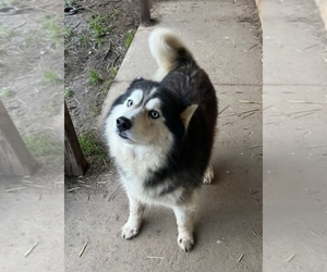 Alaskan Klee Kai-Siberian Husky Mix Dog Breeder near BANDON, OR, USA