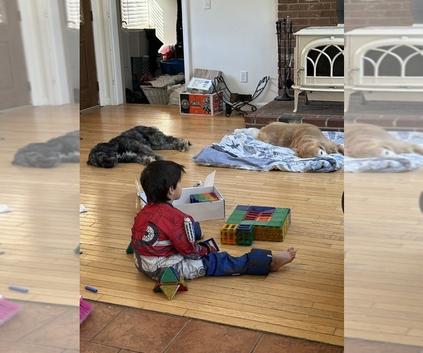 Medium Photo #8  Breeder Profile in EXETER, RI, USA