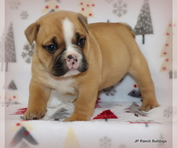 Medium Photo #4  Breeder Profile in WINNSBORO, TX, USA