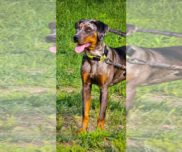 Medium Photo #6  Breeder Profile in BUSHNELL, IL, USA