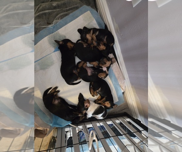 Medium Photo #16  Breeder Profile in KIRTLAND, NM, USA