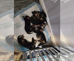 Small #15 Breeder Profile image