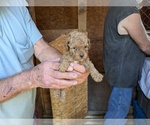Small #2 Breeder Profile image