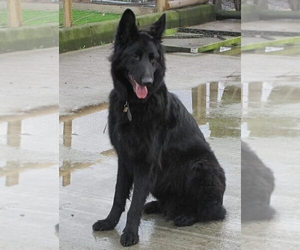 Medium Photo #1  Breeder Profile in ANTIGO, WI, USA