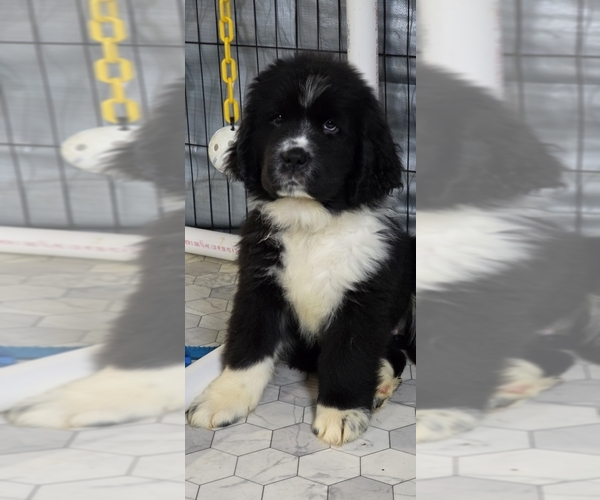 Medium Photo #60  Breeder Profile in TILTON, IL, USA