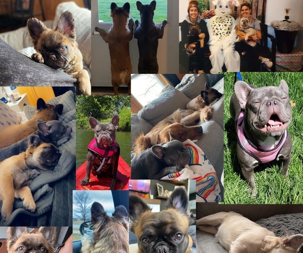 Medium Photo #1  Breeder Profile in QUINCY, IL, USA