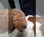 Small #34 Breeder Profile image