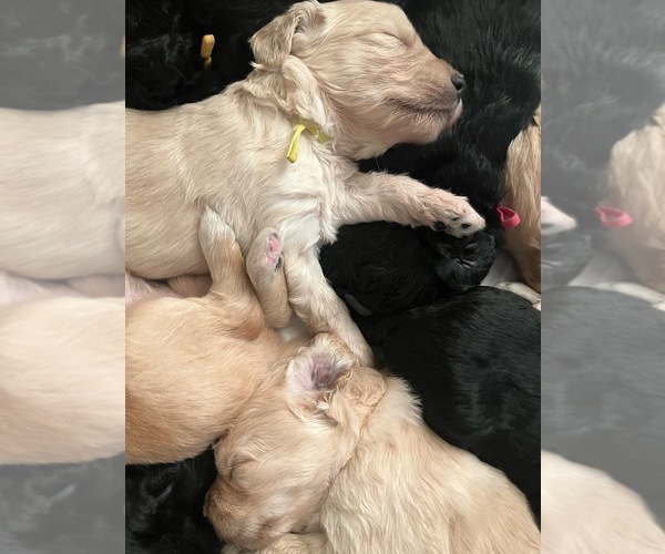 Medium Photo #2  Breeder Profile in MIDLAND, TX, USA